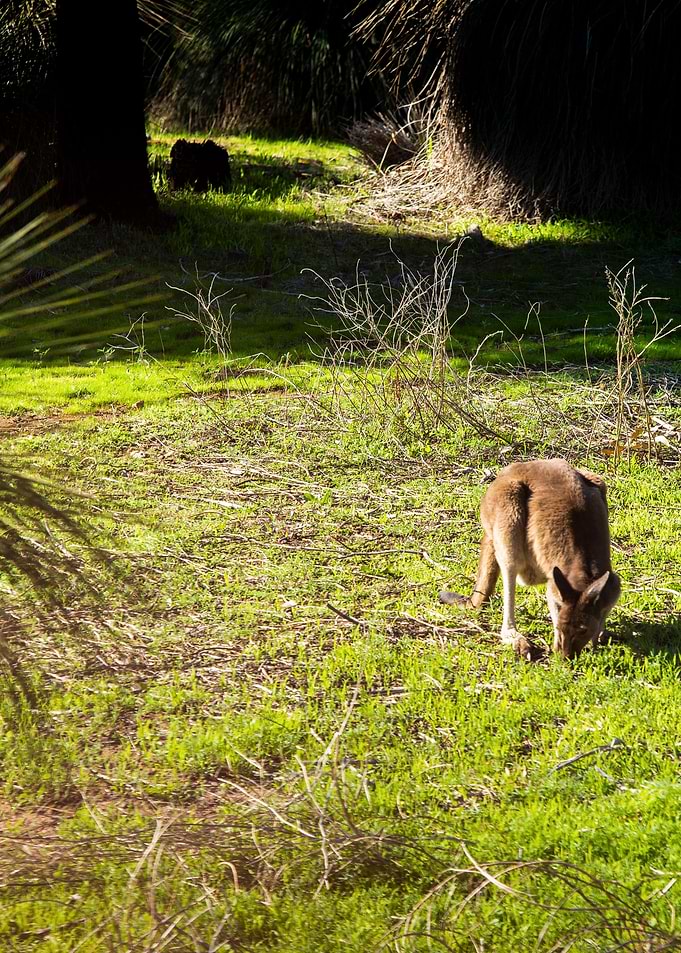 Kangaroo Lunch