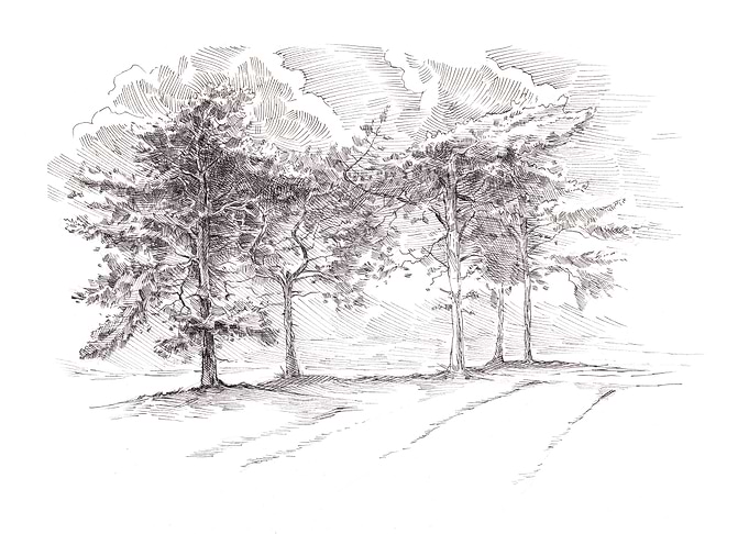 Pine Trees Morning Light