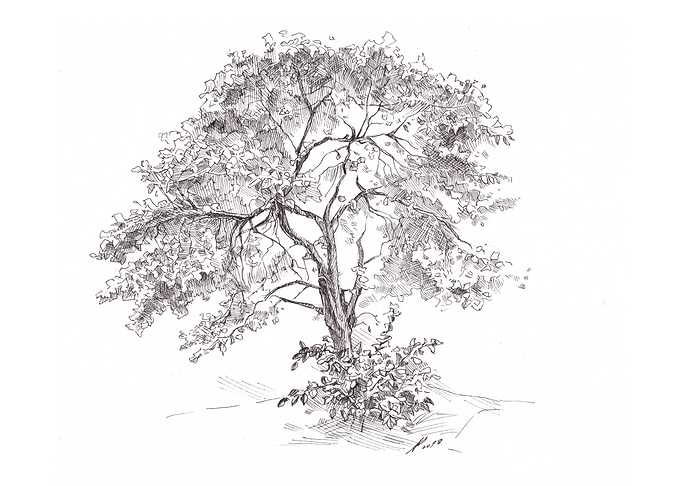 The Old Apple Tree