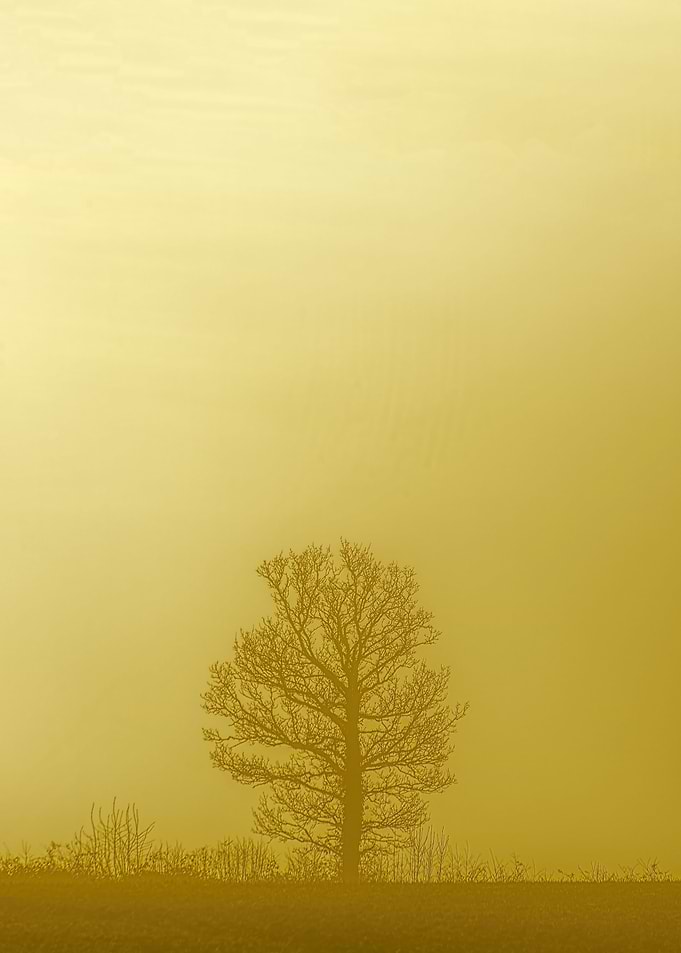 Devon Fog 4