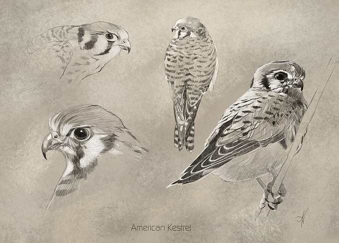 American Kestrel