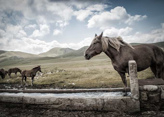 Watering Place
