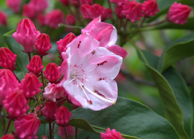 Blooms at Gora Park