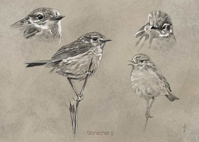Stonechat