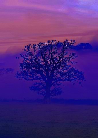 Devon Fog 1