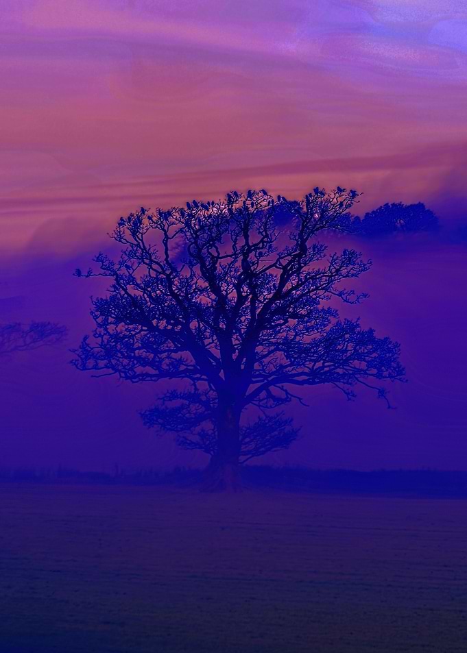 Devon Fog 1