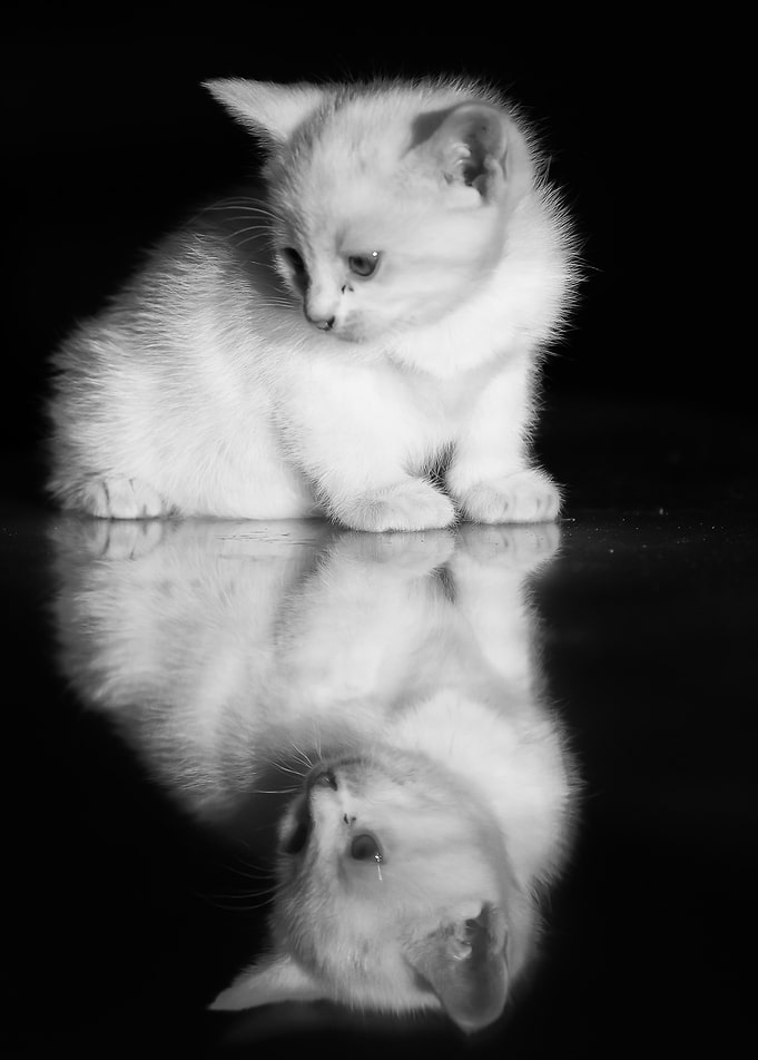 Kitty