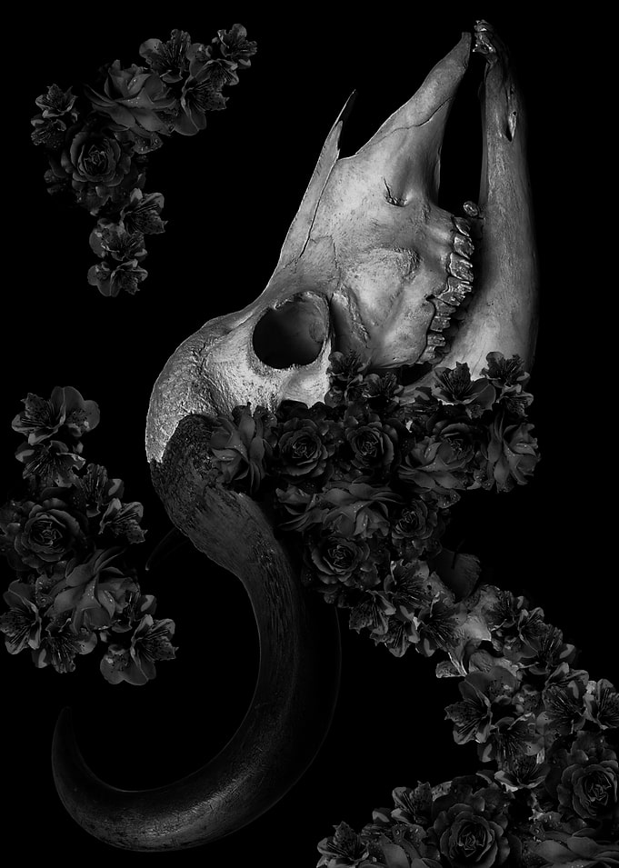 death rose