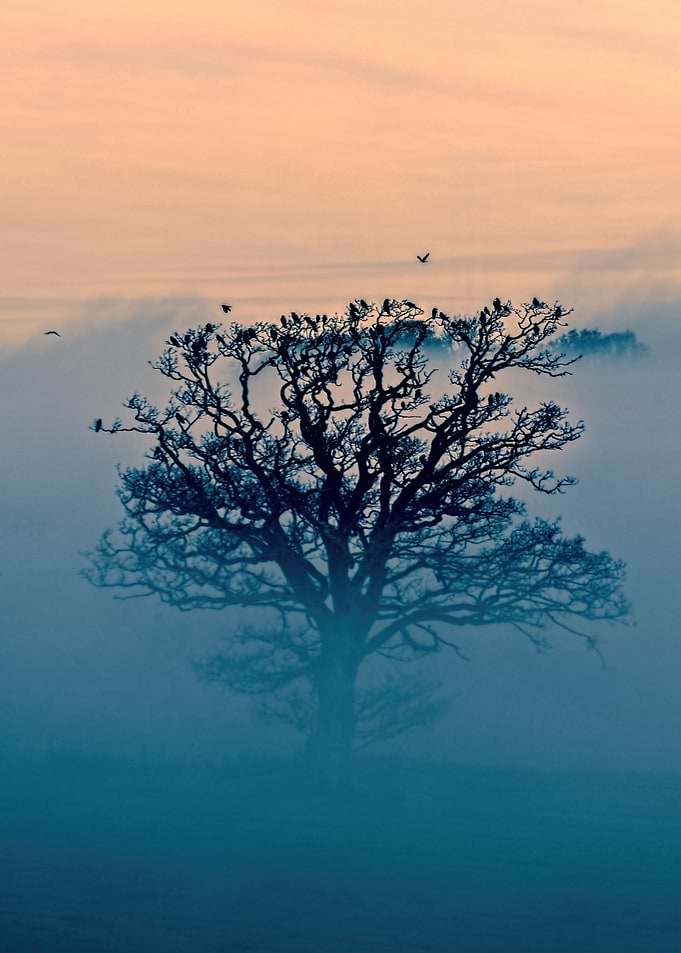 Devon Fog 2