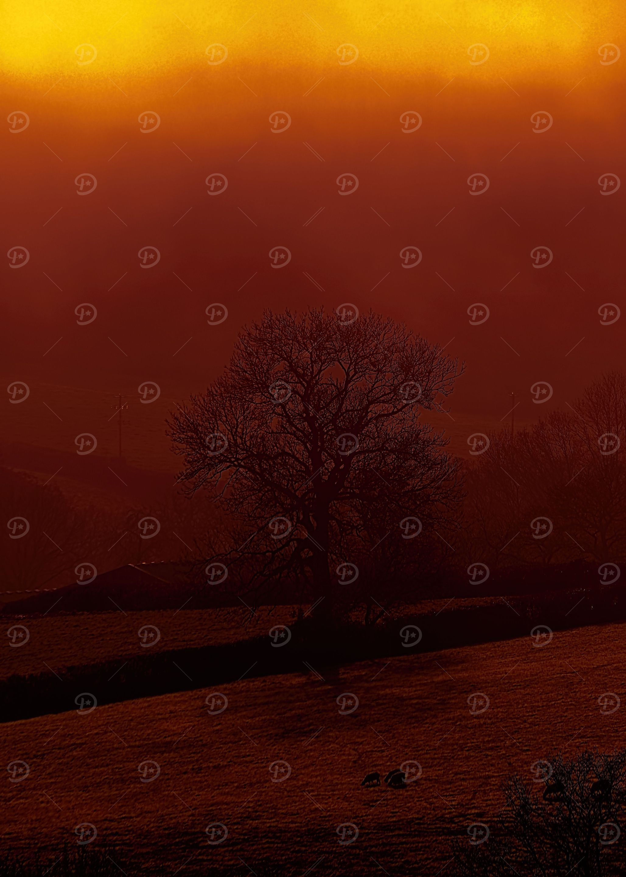 Devon Fog 6