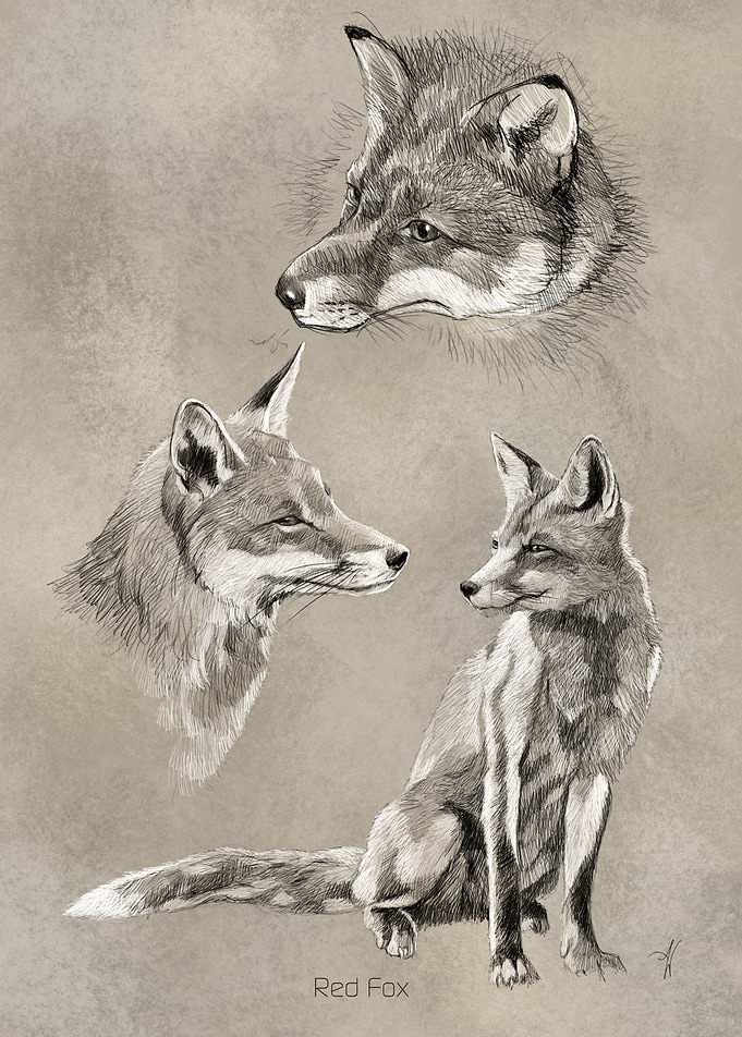 Red Fox