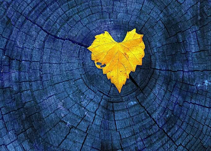yellow leaf