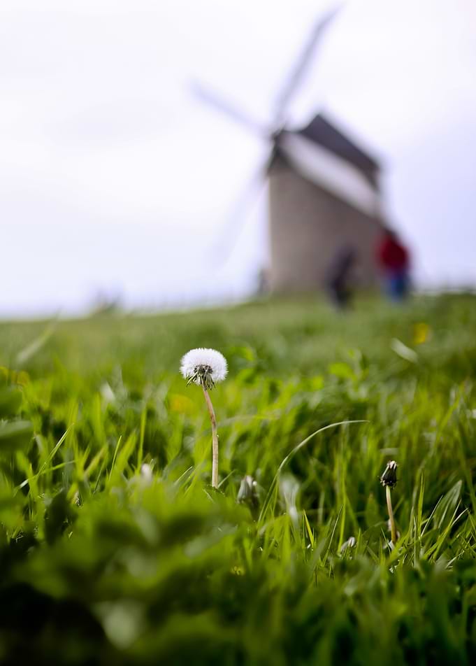 dandelion and mill