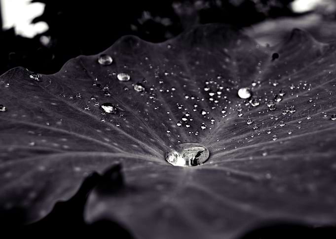 Water on Leaves