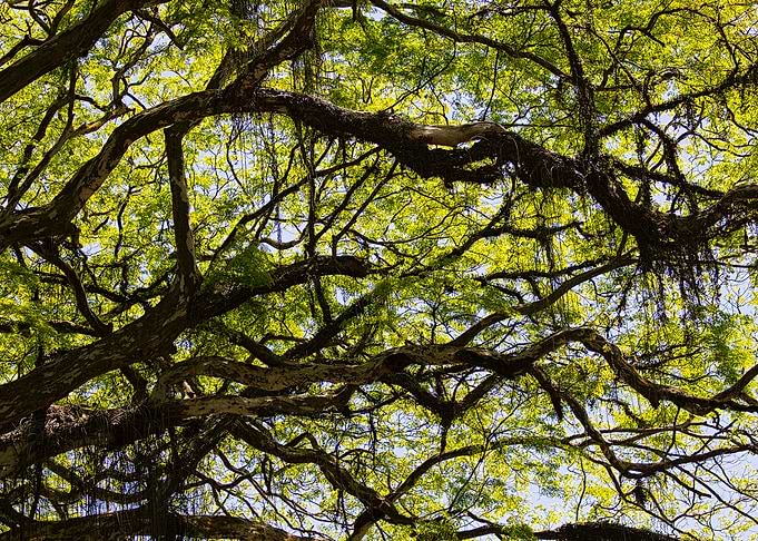 sinuous branches
