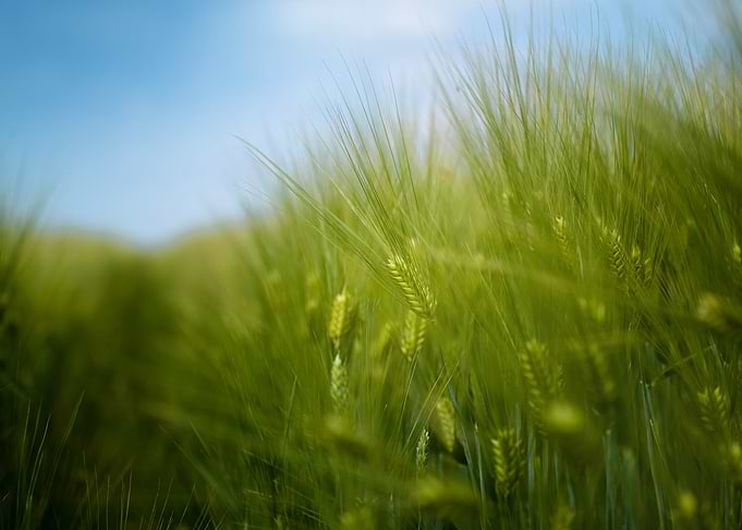 Green barley field
