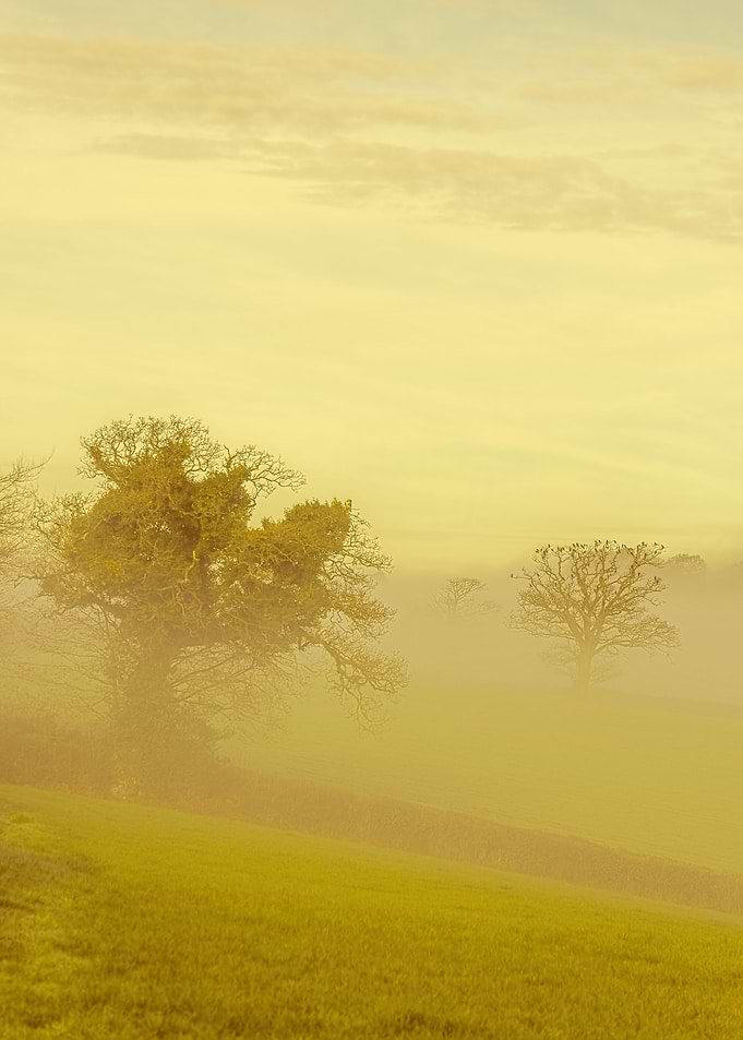 Devon Fog 22