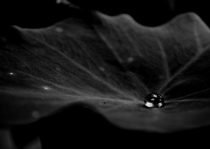 Single drop