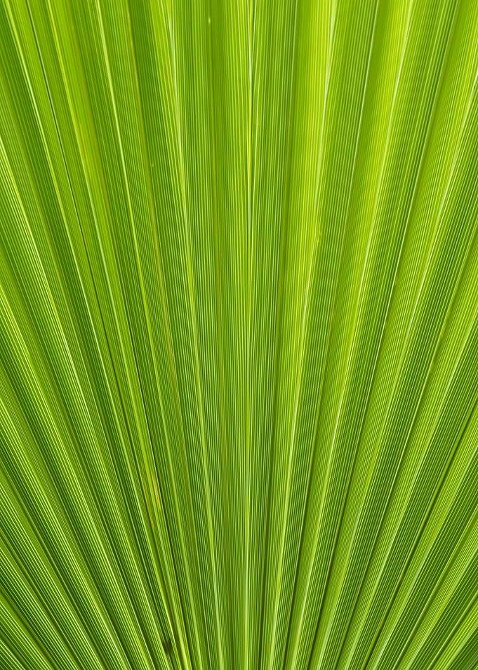green leaf