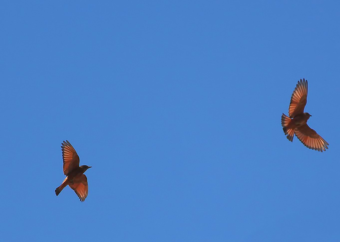 birds over blue