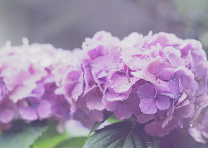 rain blossom