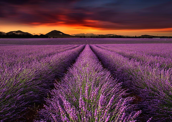 Earth's Symphony
