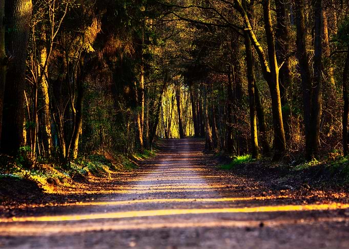 way in the forest
