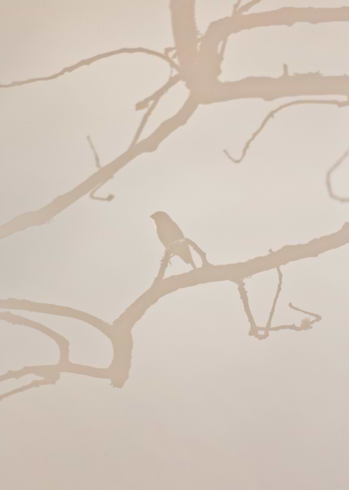 bird in fog