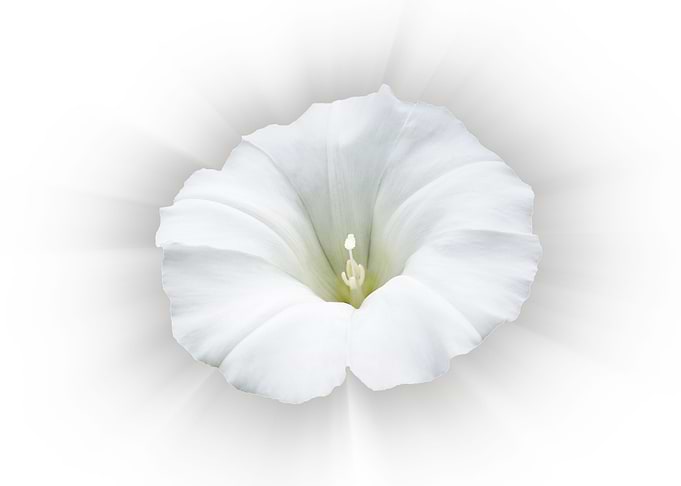 white and shades of gray