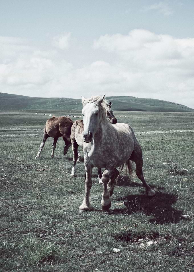 Run to the Hills