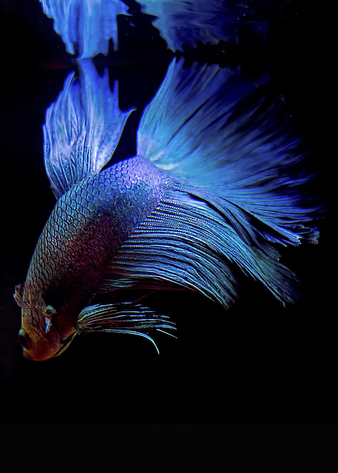 beta3