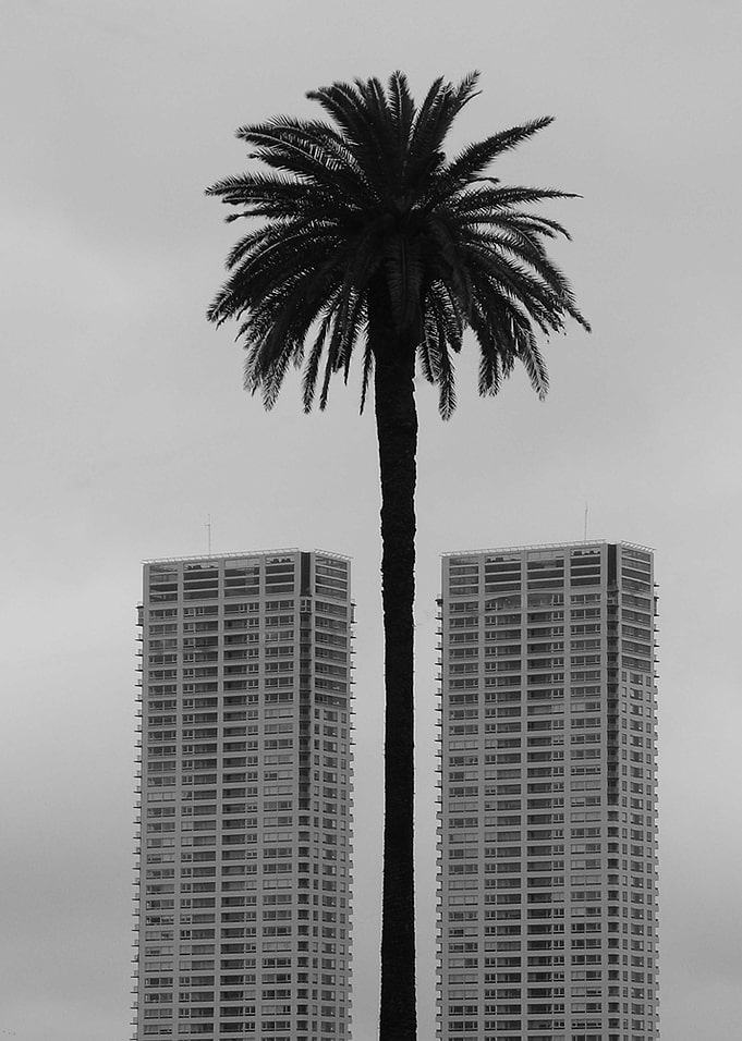 palm