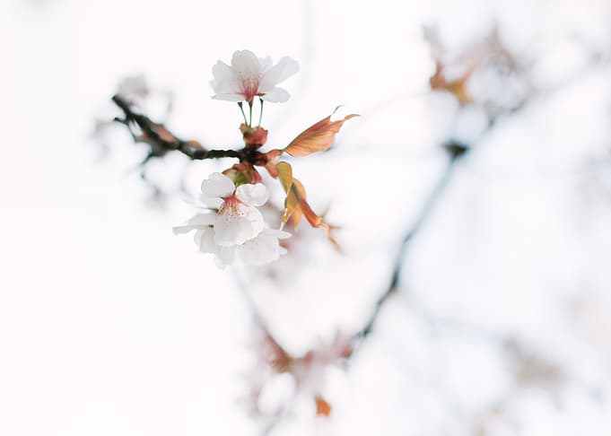 white blossom
