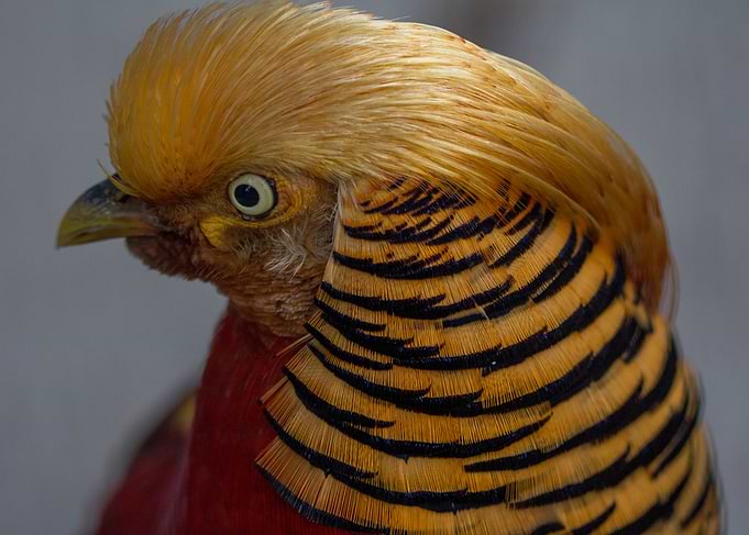 Golden Pheasant