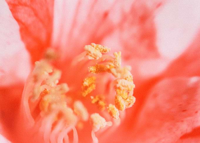 red blossom