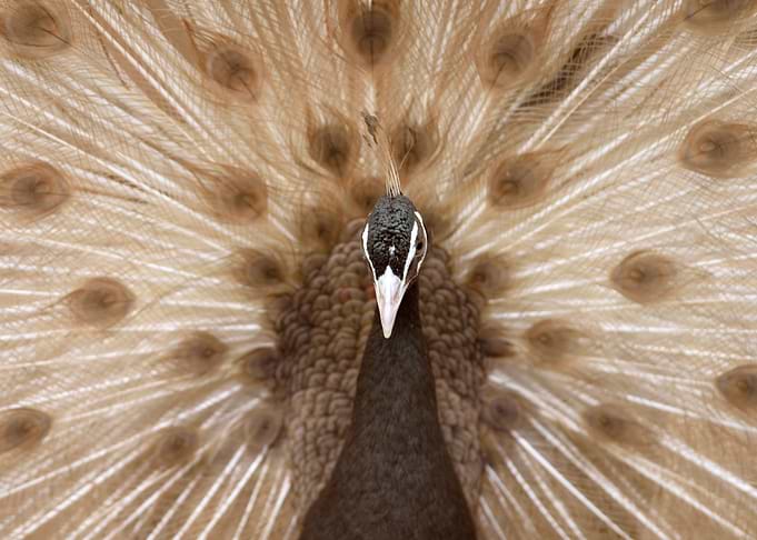 dancing peacock