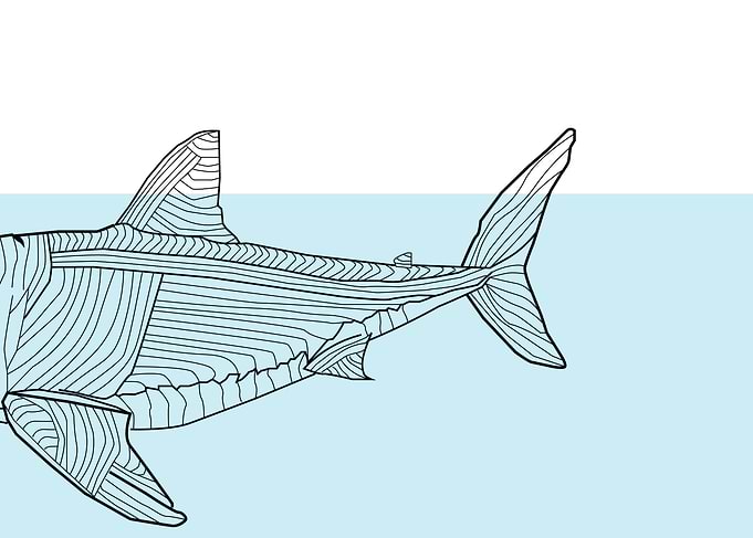 shark