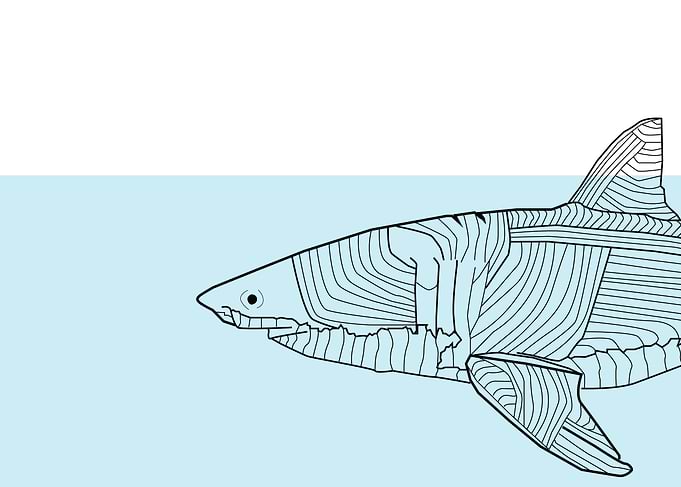 shark
