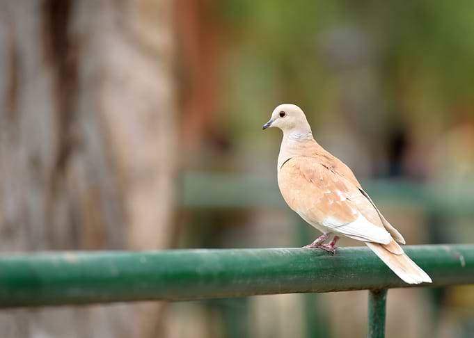 Love birds