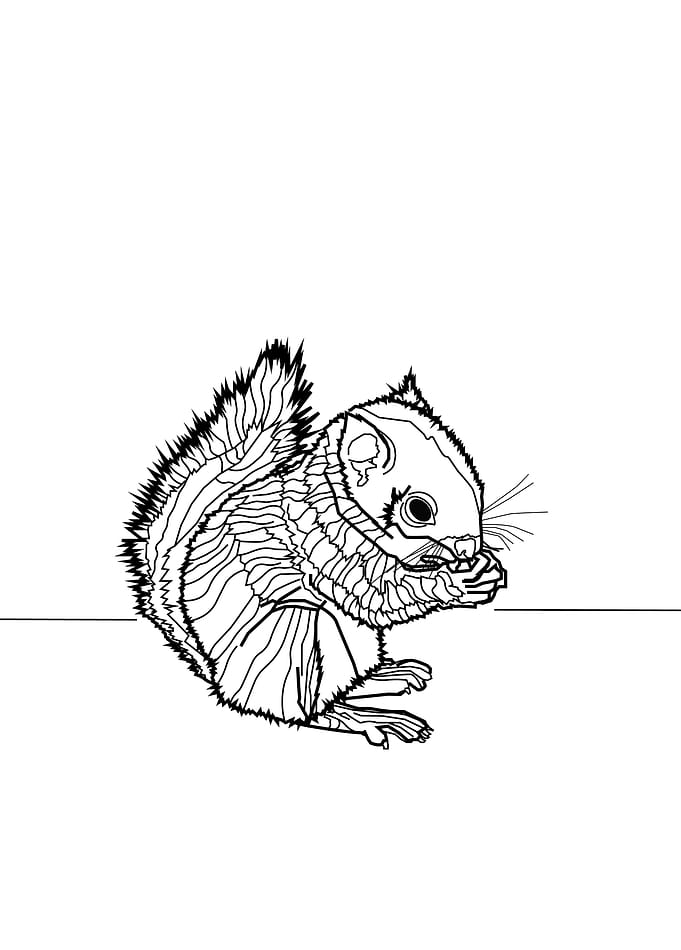 squirrel