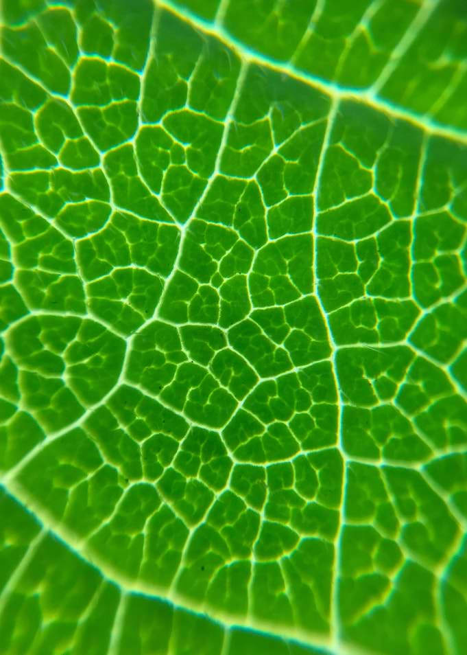 Sunlight through leaf
