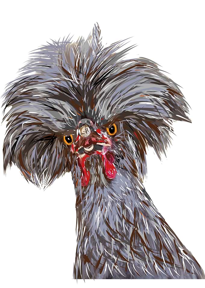 Polish rooster