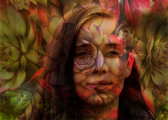 Sempervivum and the girl