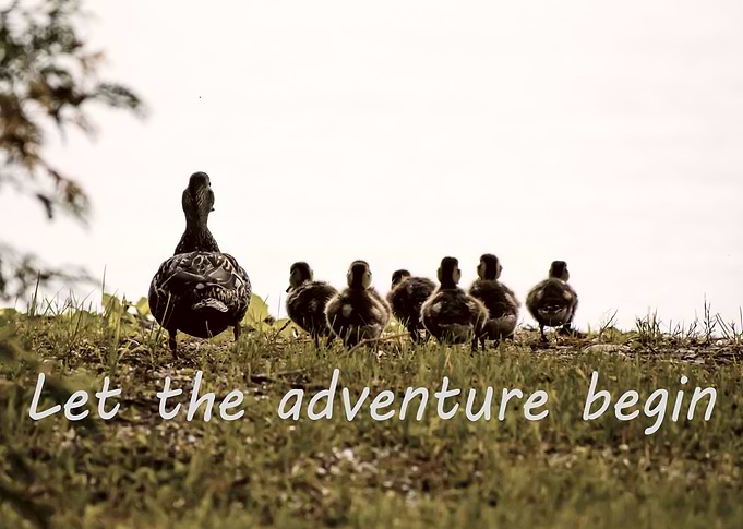 Cute Duckling Wanderlust: Let The Adventure Begin