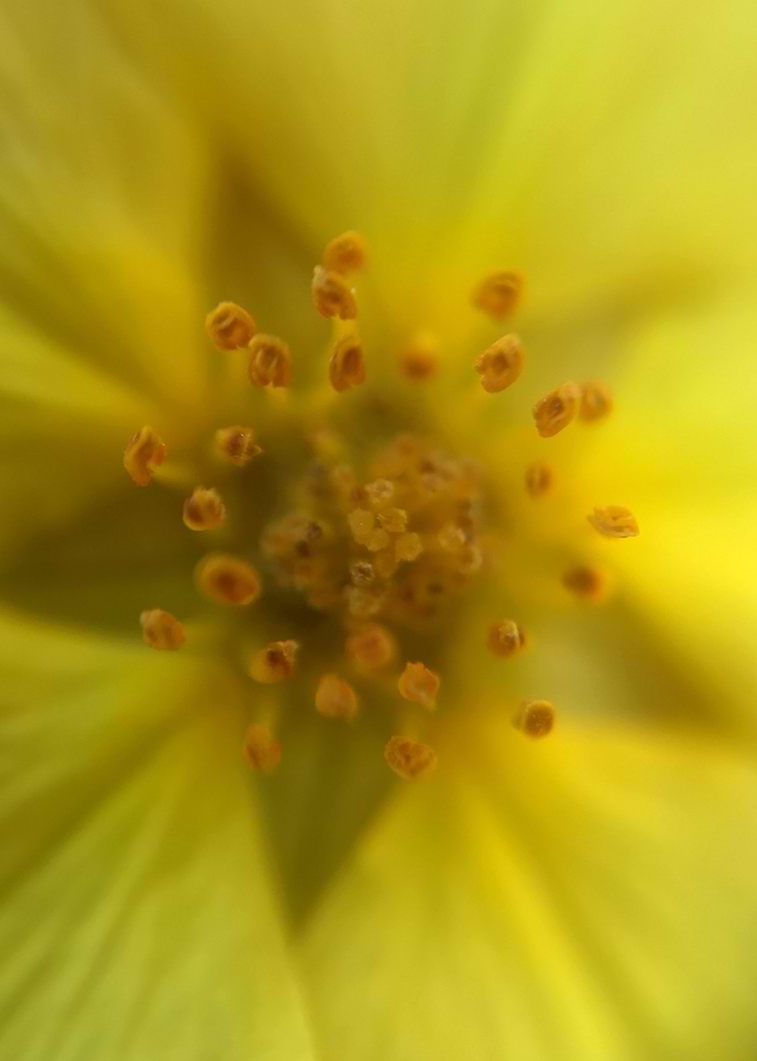 Yellow flower