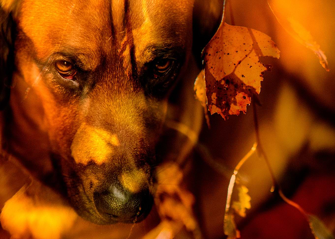 Panther and leaves