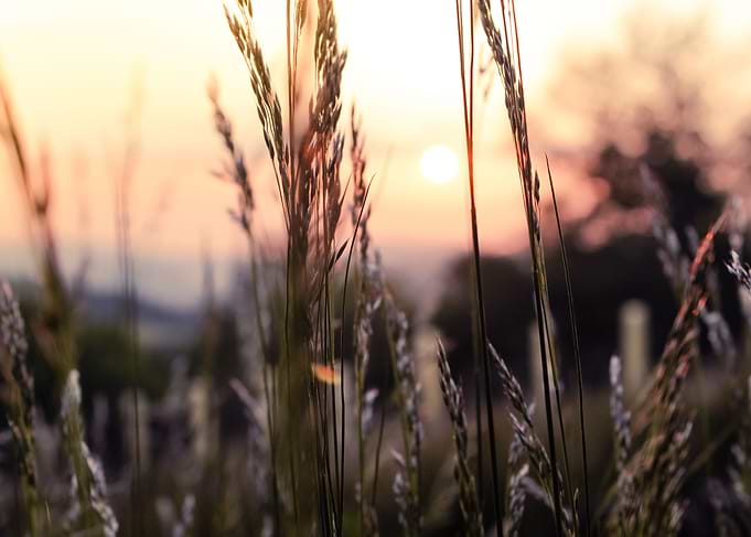 Gold Sunset