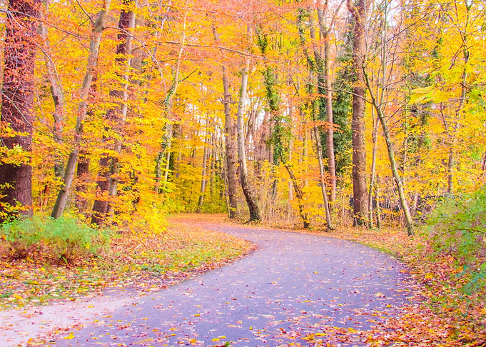 Autumn Colors
