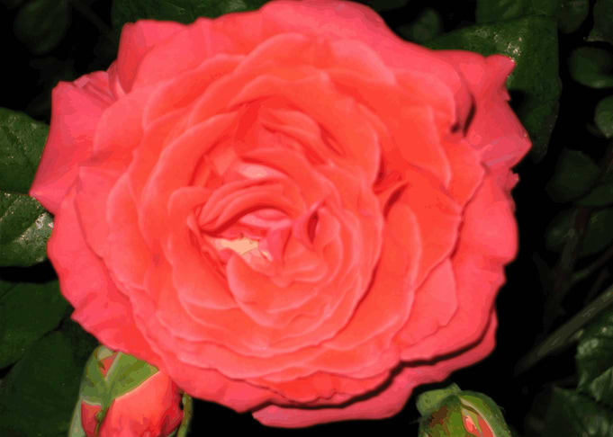 Garden Rose