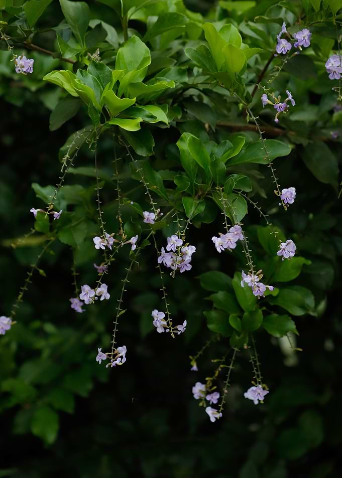 A green world!